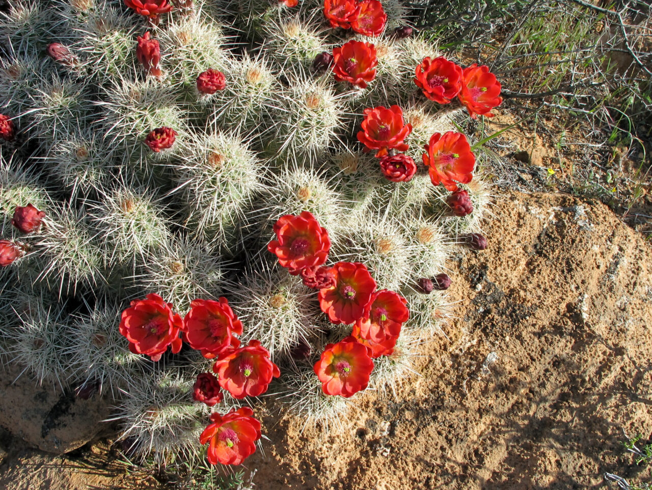 We All Have Emotions to Manage - Tumbleweeds Magazine