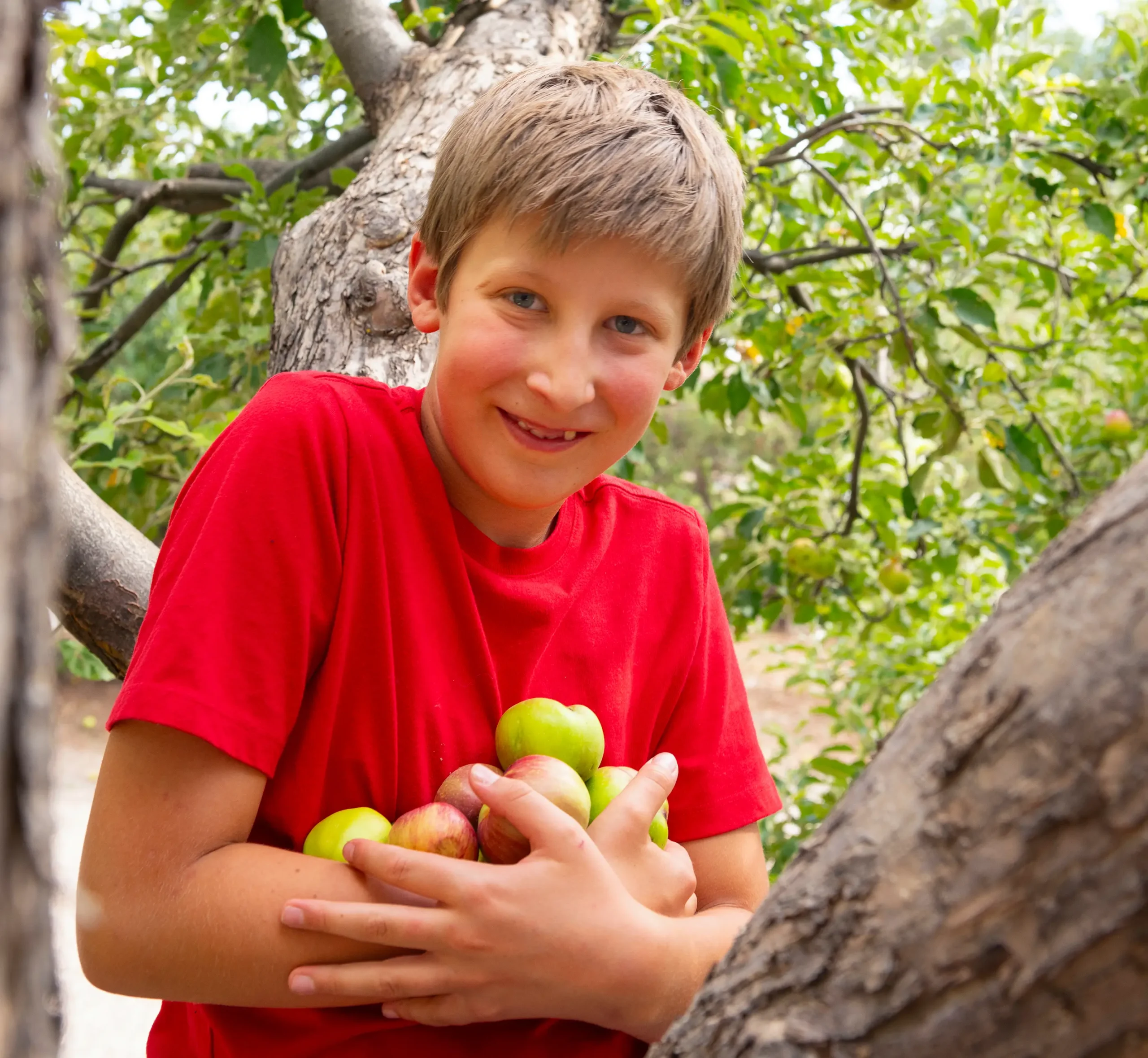 Jay Baca harvesting apples.