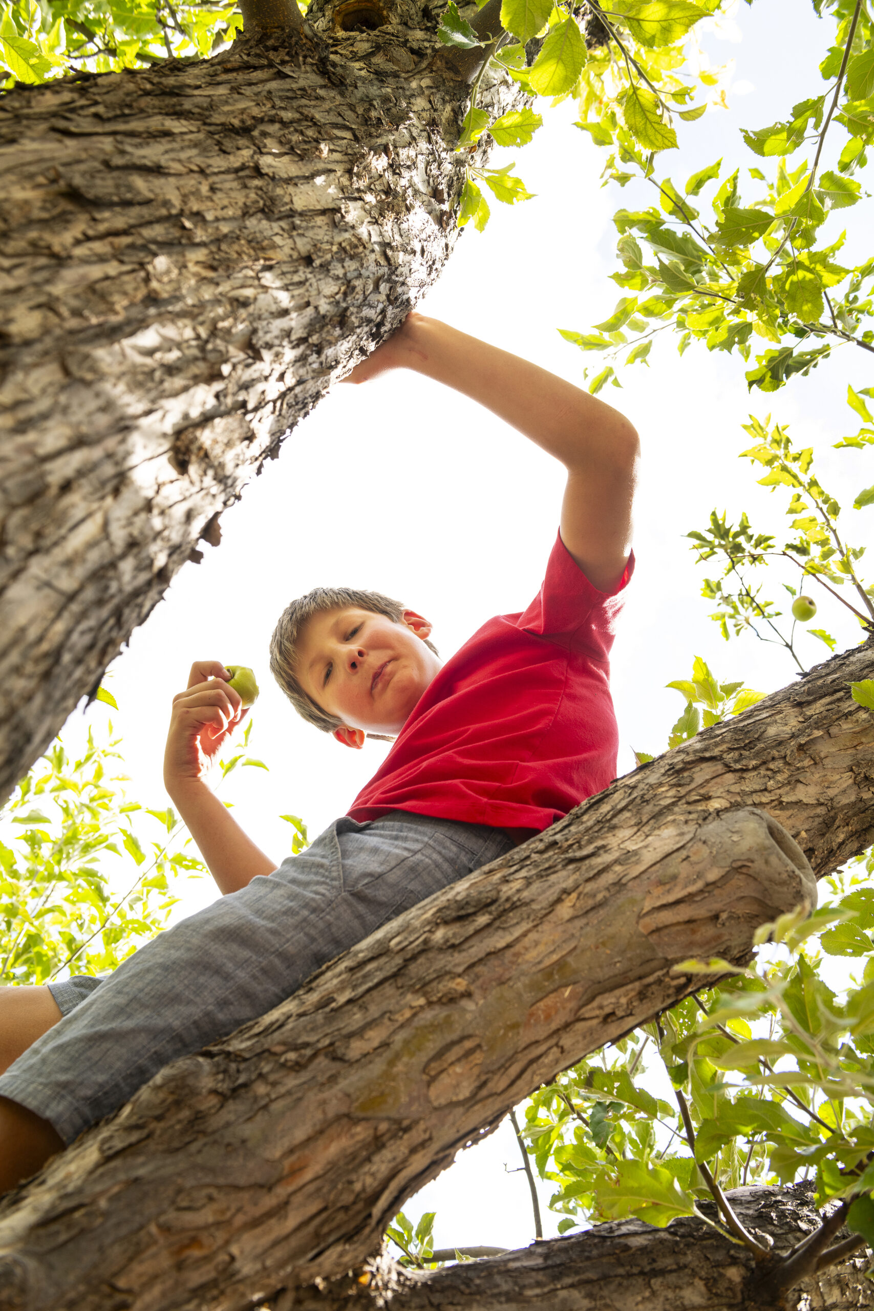 Jay having fun in a tree