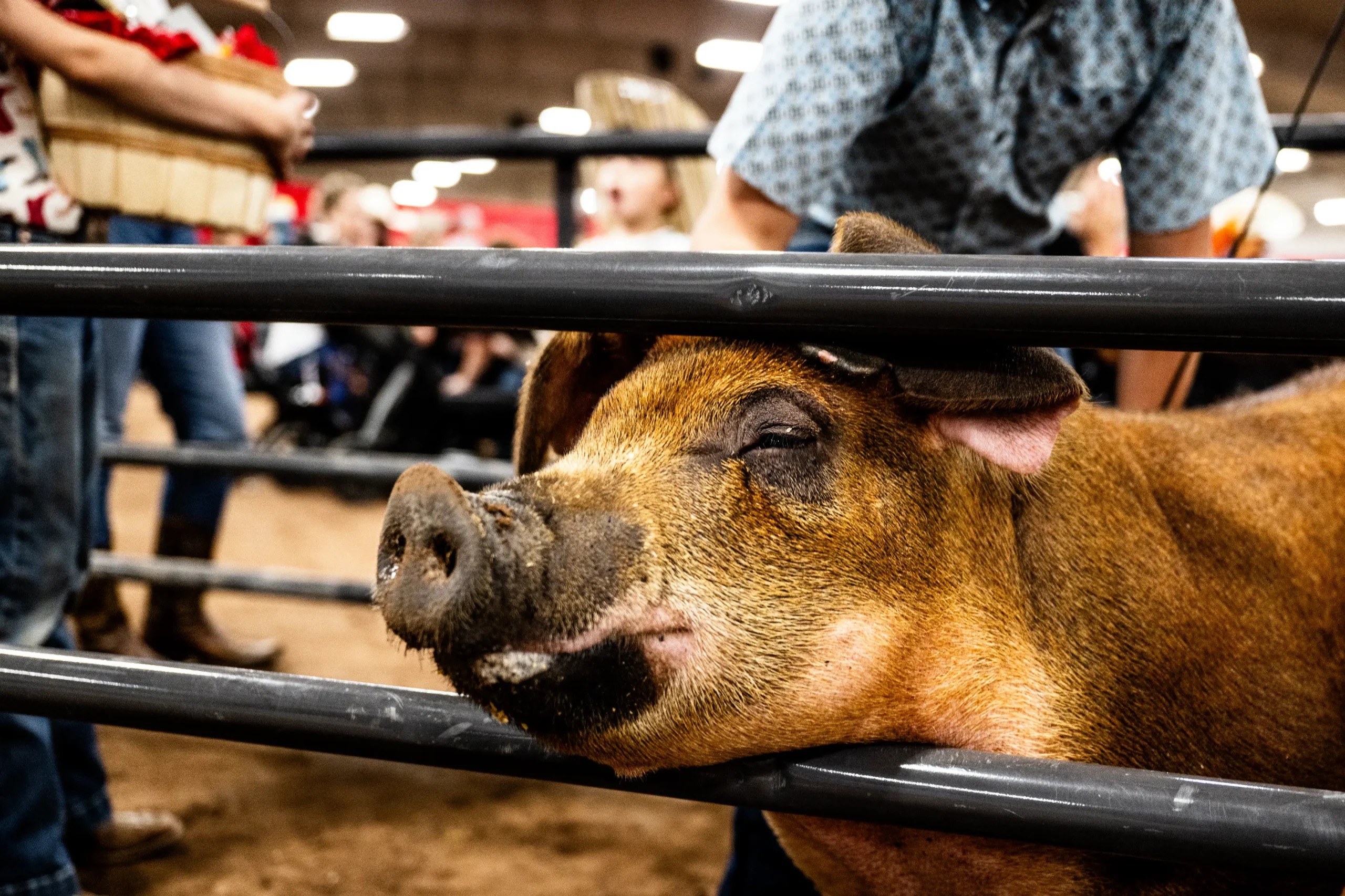 A show pig rests his head on the pen before the Junior Livestock Sale, the biggest sale in<br />
State Fair history.