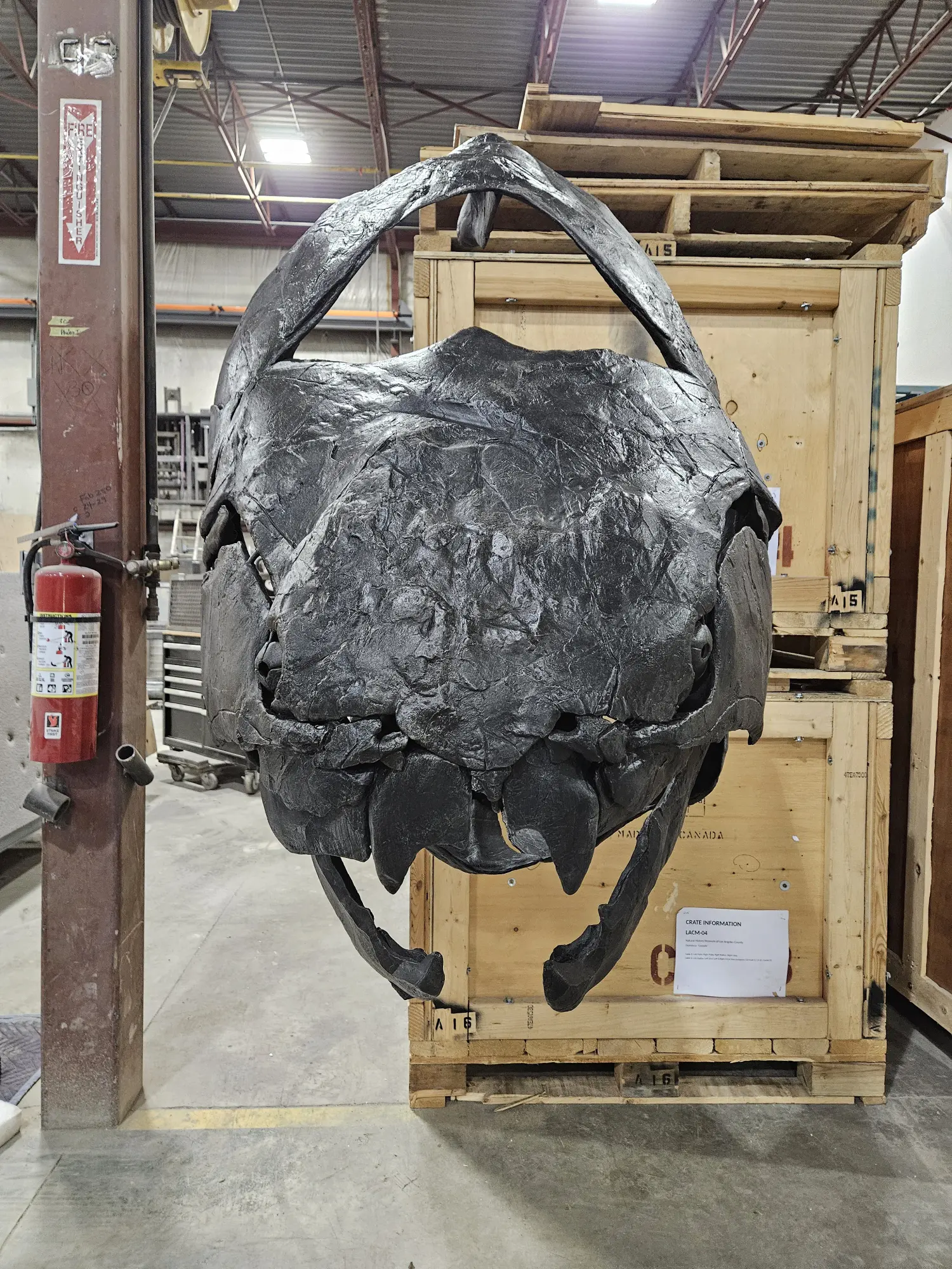 Courtesy photo: A cast of Dunkleosteus, an ancient fish that will be on view in the Bradbury Stamm Construc- tion Hall of Ancient Life.