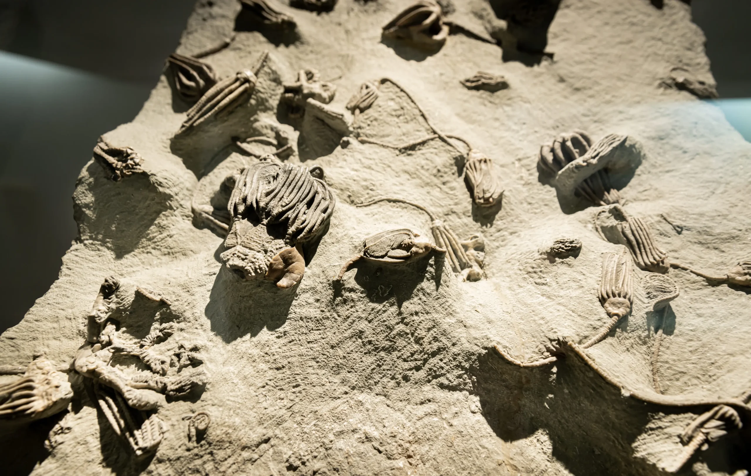 Courtesy photo: Ancient invertebrates that will be on display in the Bradbury Stamm Construction Hall of Ancient Life.