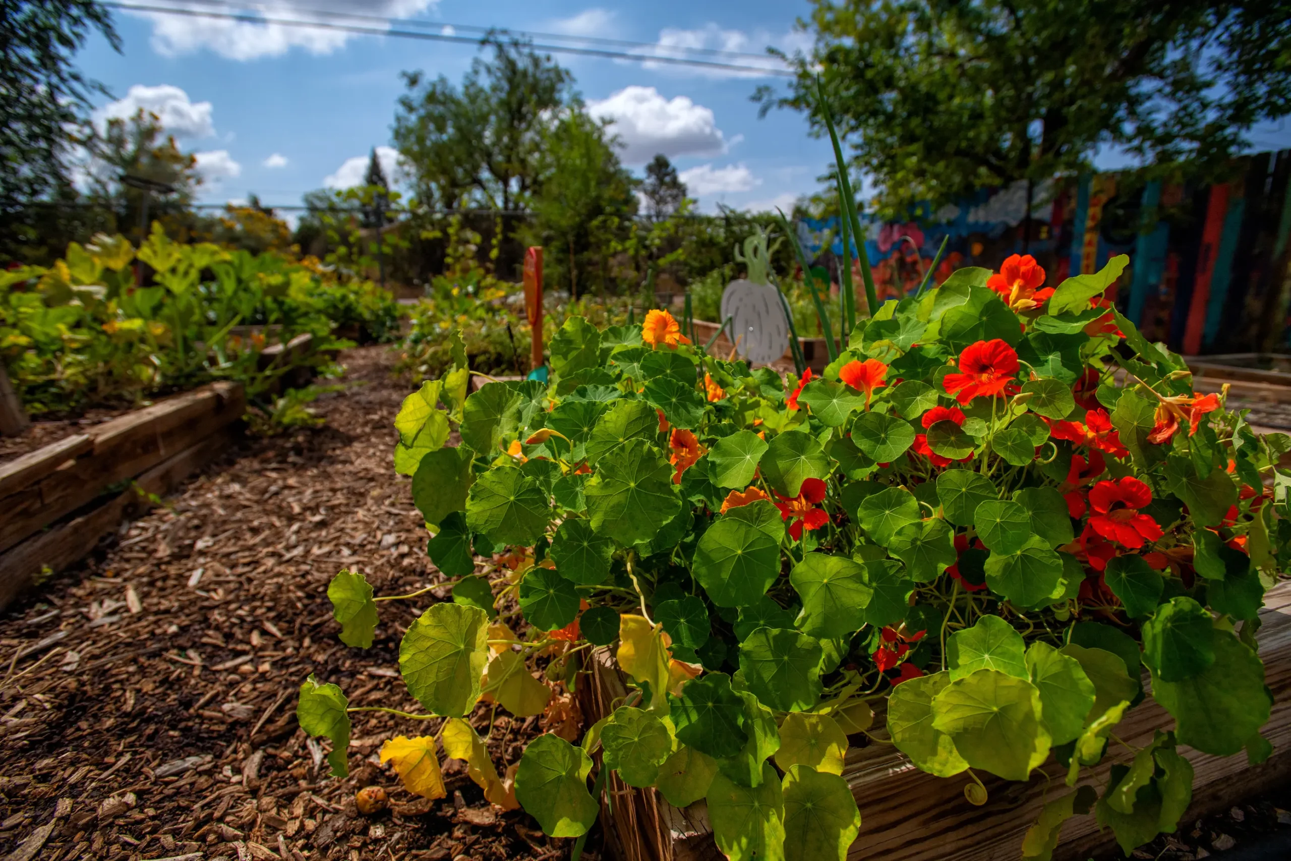 Garden in bloom.