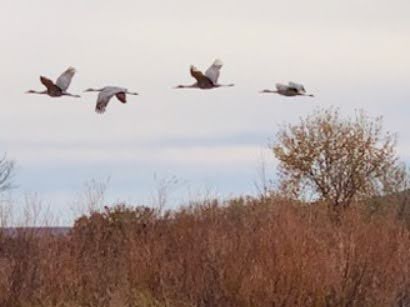 Sandhill cranes soaring the Autumn sky